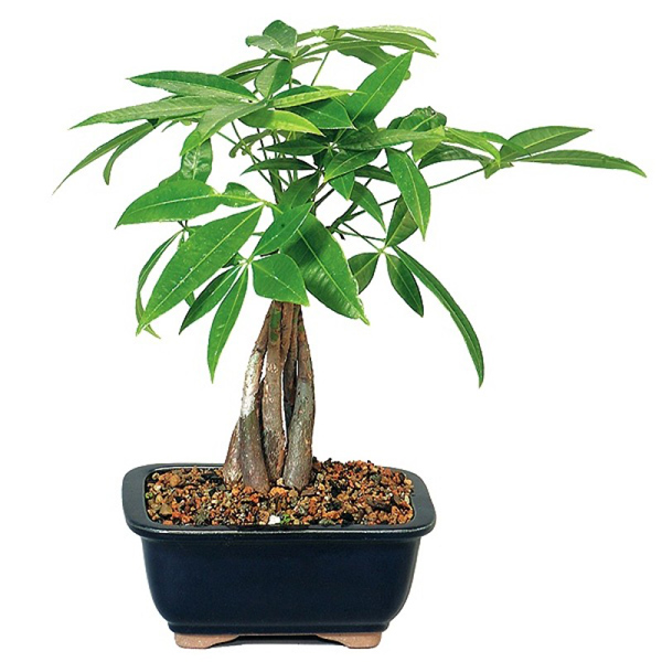 Bonsai Money Tree