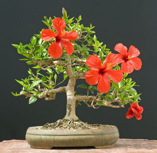 Hibiszkusz bonsai