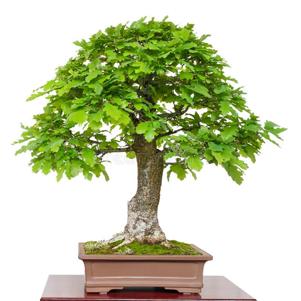 Tölgy bonsai fa
