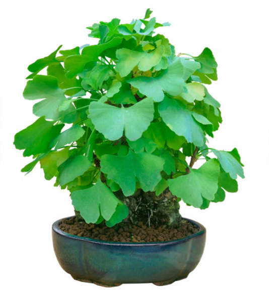 ginkgo