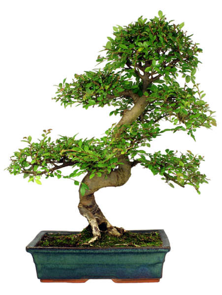 Kinesisk Elm bonsai træ type