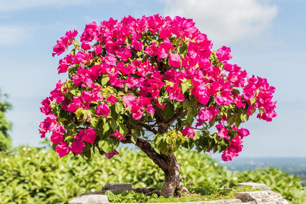 Bougainvillea