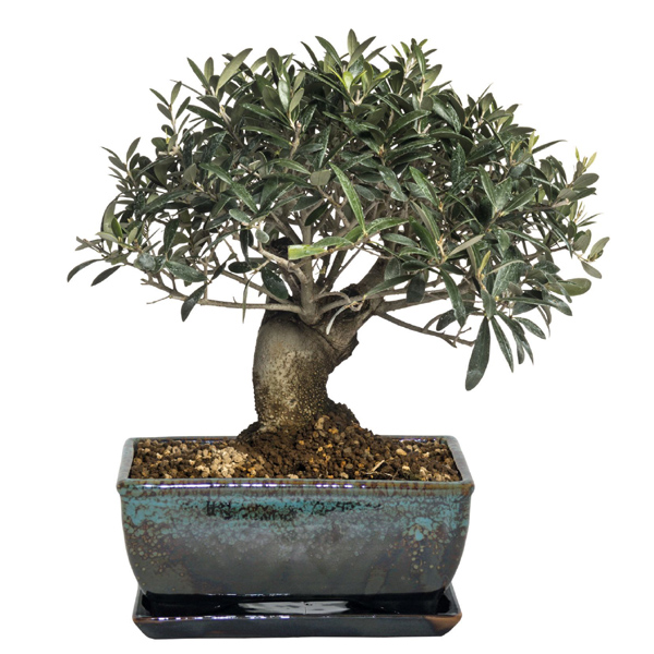 Oliven type bonsai træ