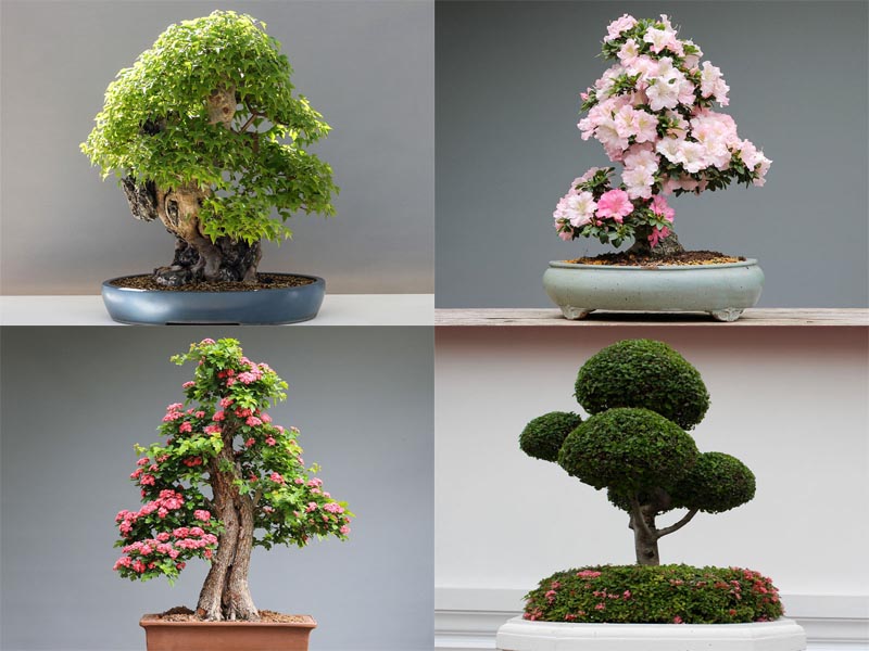 a bonsai fa típusai