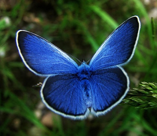 Karner kék pillangó