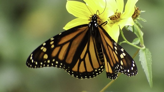 liste over smukke sommerfugle