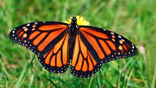 Monark sommerfugl