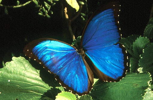 Kék morfó pillangó
