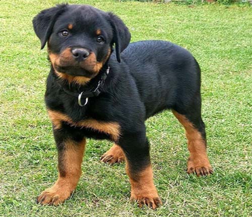 Rottweiler hund