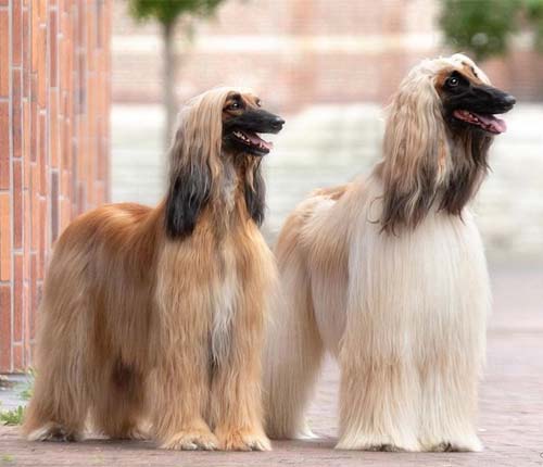 hunde med langt hår