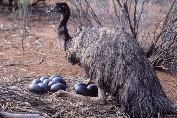 Emu tojás