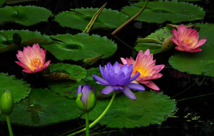 Lotus különböző színekben