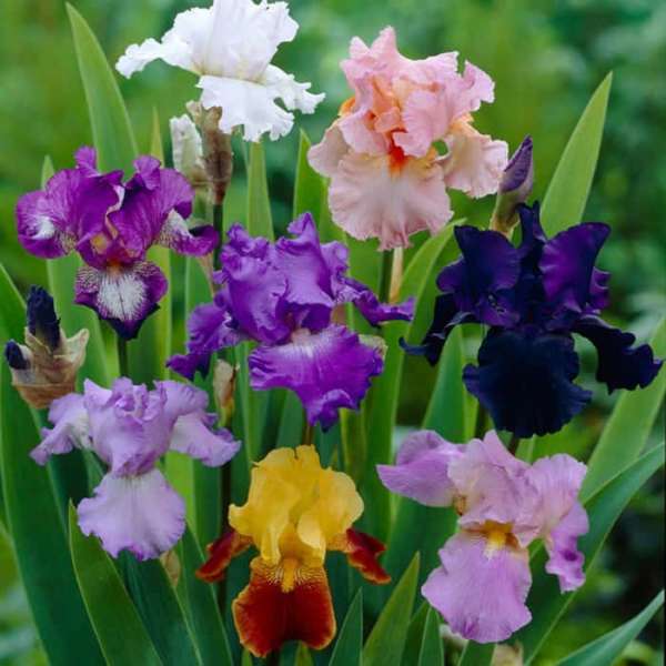 Iris blomsterfarver
