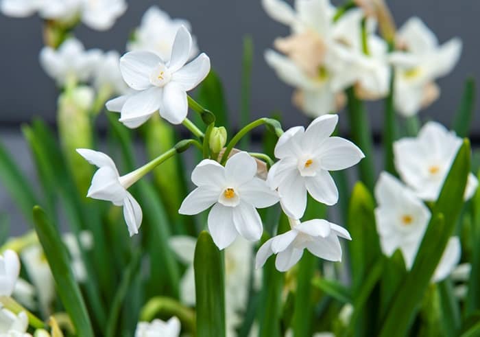 Narcissus blomst farver