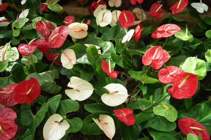 Anthurium virágszínek