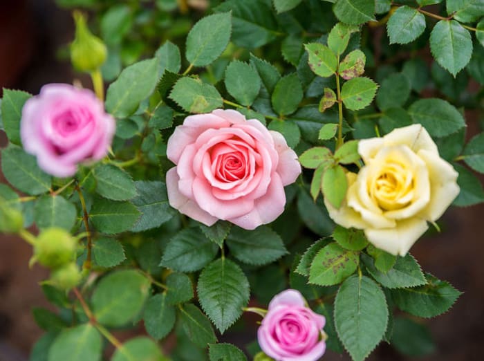 Forskellige roseblomster farver