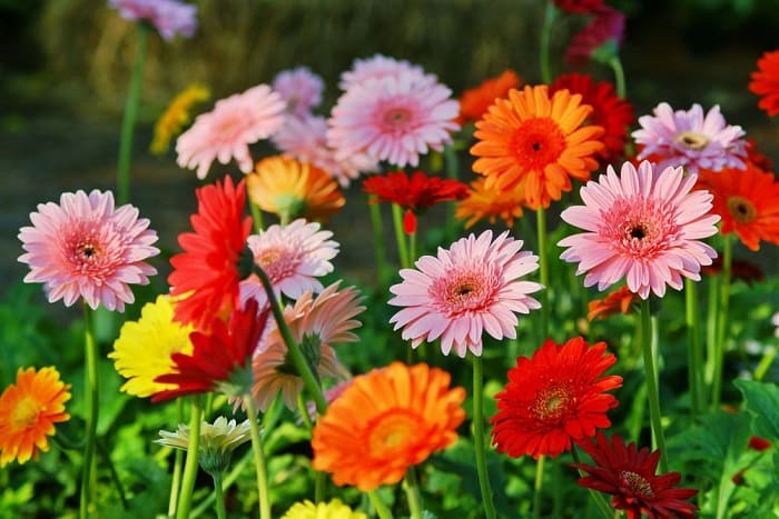 Gerberas különböző színekben