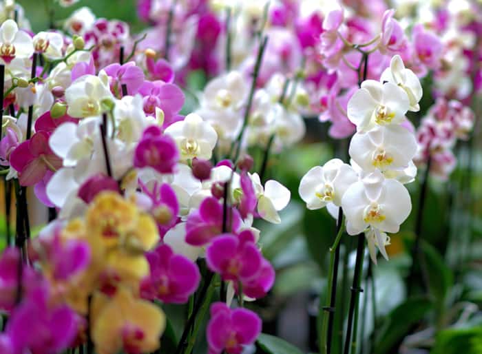 Orchids forskellige farver