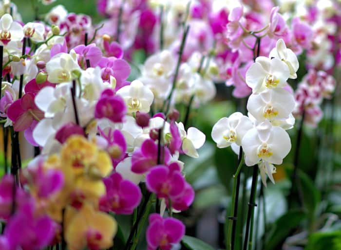 Különböző színű orchideák