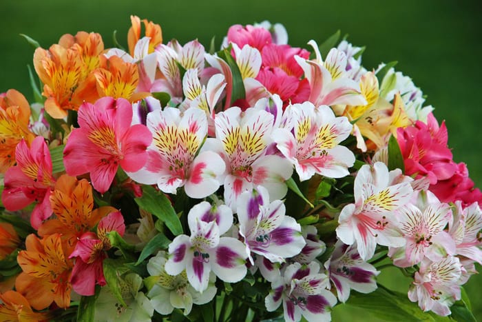 Alstroemeria virágszínek