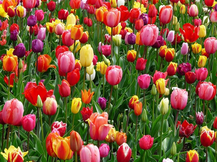 Tulipánok különböző színekben