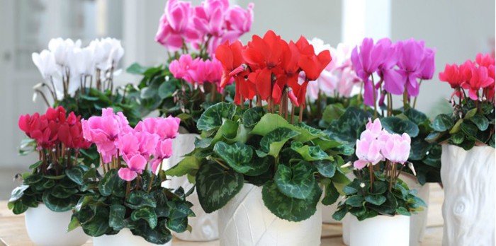 Cyclamen virágszínek