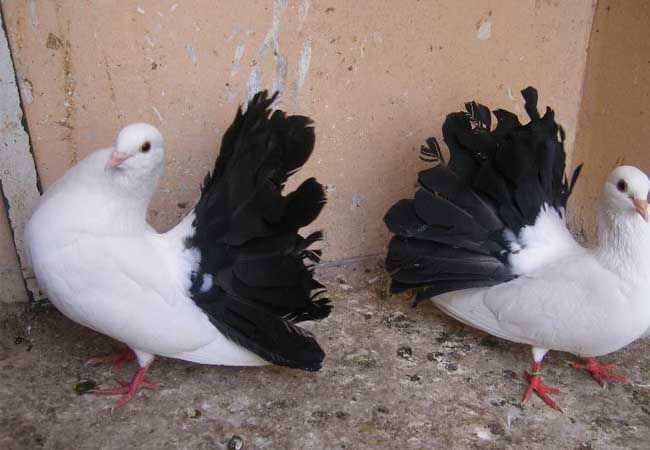 Typer af fantail duer