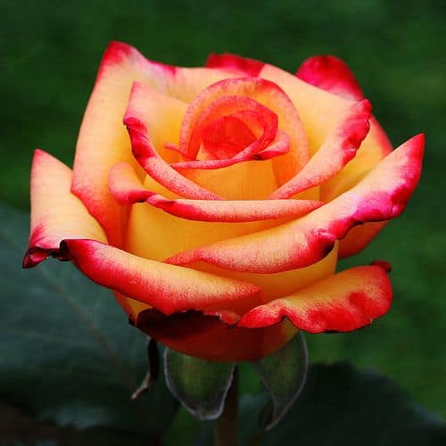 rózsa típusok és színek