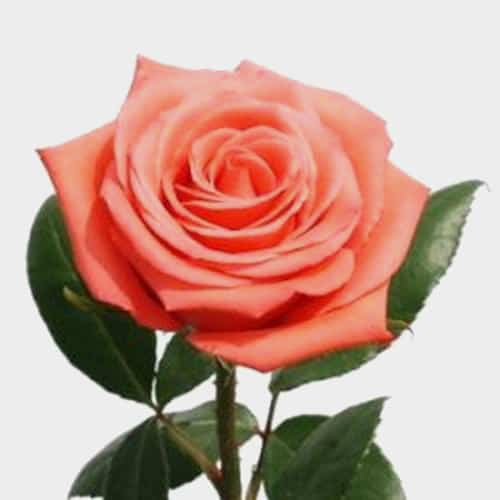 mest populære rosetyper