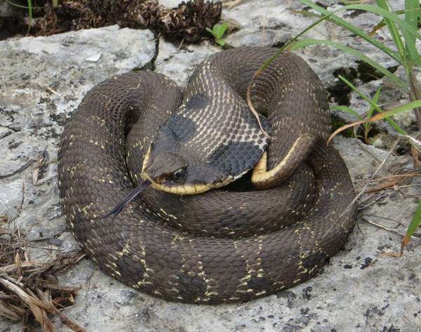 Hognose Snake