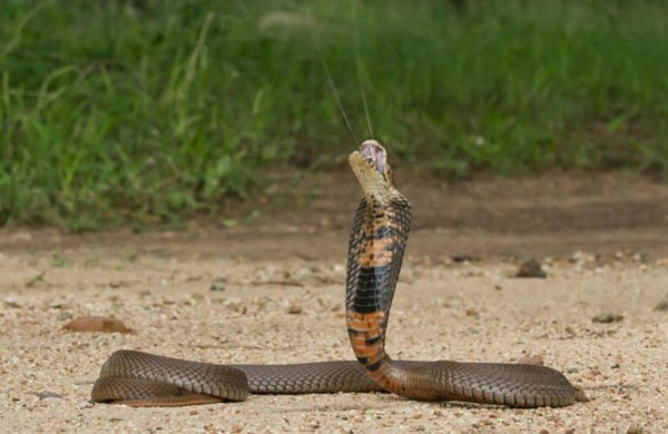Mozambiki Köpködő Cobra