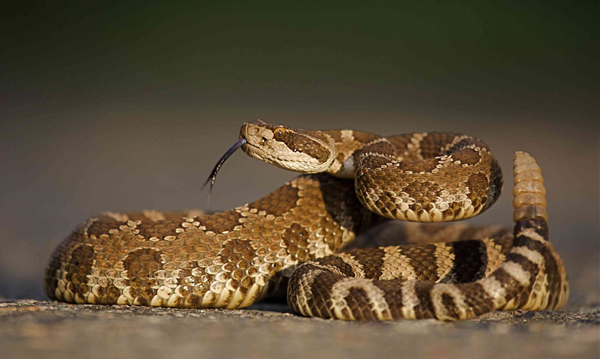 Csörgőkígyók gyakoriak Lake County -ban (jóvoltából fotó)