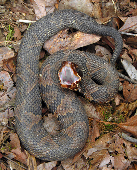 Cottonmouth