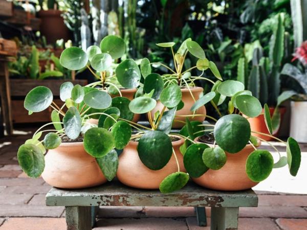 ufo kasvi pilea kukkaruukku