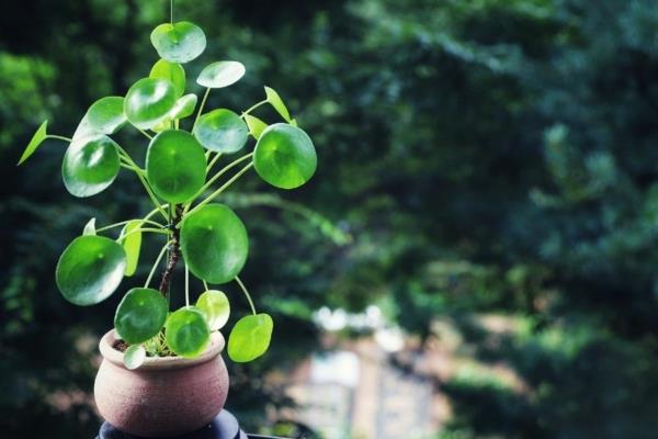 ufo kasvi pilea kiinalainen rahapuu