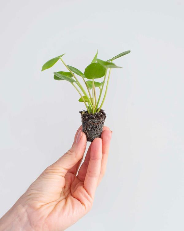 Repot ufo plant pilea care tips