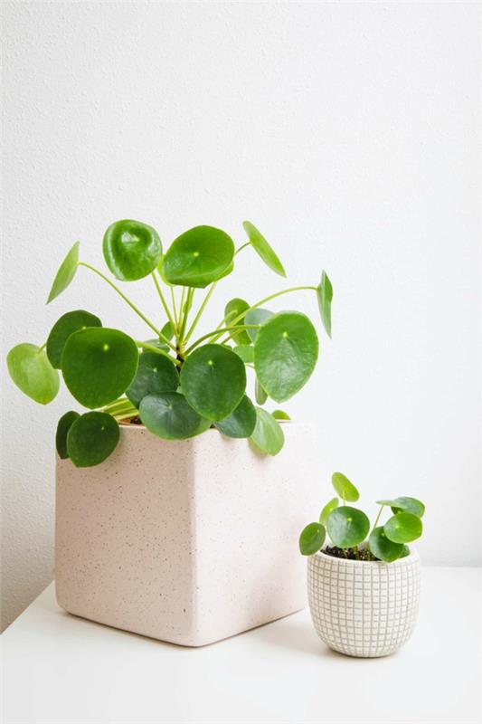 ufo -kasa pilea -hoitovinkkejä