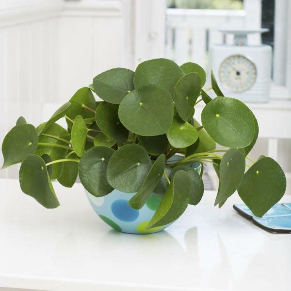 ufo -kasa pilea -pöydän koristelu