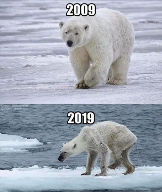 ympäristö jääkarhut 10 tutkimushaaste