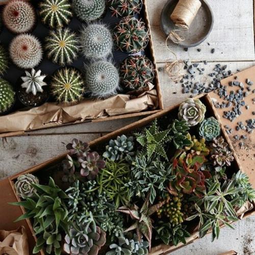 ympäristöystävälliset huonekalujen mehikasvit ja kaktukset