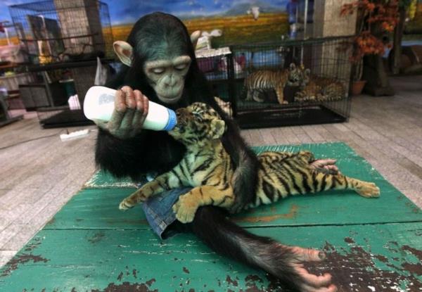 epätavallinen eläin ystävyys apina ruokkii tiikeri