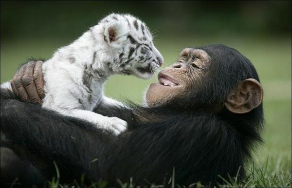 epätavallisia todellisia eläin ystävyyssuhteita bengali ja simpanssi