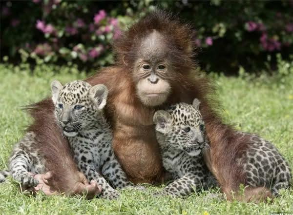epätavallisia todellisia eläin ystävyyssuhteita nuoret orangutanit ja pienet leopardit