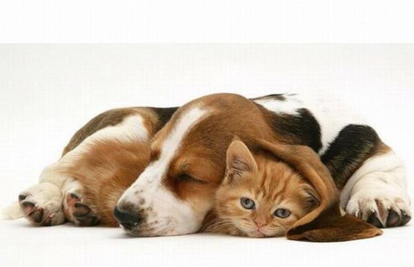 epätavallinen eläin ystävyys kissanpentu ja koira