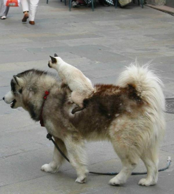 epätavalliset eläin ystävyyssuhteet persialainen kissa ratsastaa koira