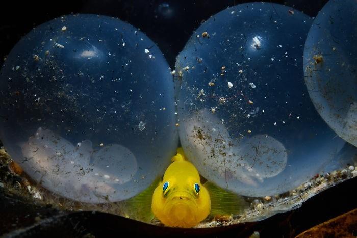 vedenalaiset kuvat ilmapalloista ja kultaisista kaloista