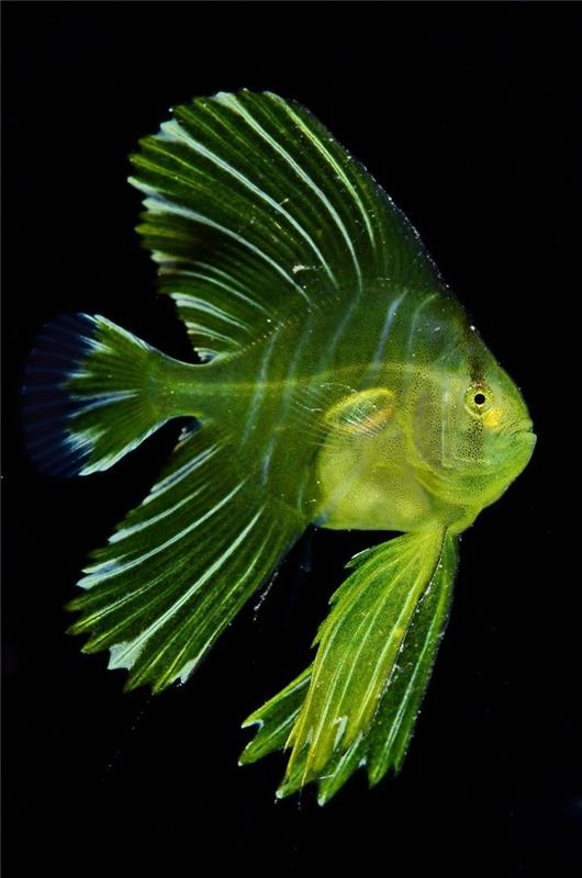 vedenalaiset kuvat vihreä keltainen kala
