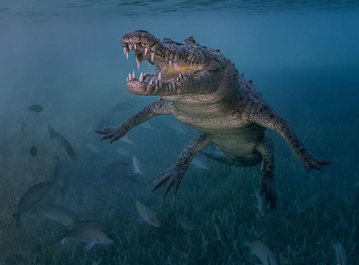 vedenalaiset kuvat krokotiili - loistava laukaus