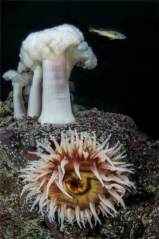 vedenalaisia ​​kuvia hienoja valkoisia sieniä