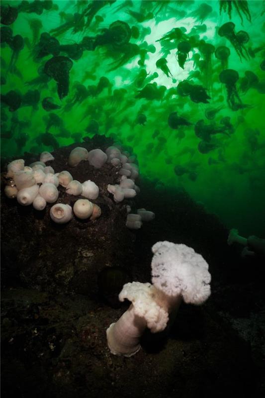 vedenalaisia ​​kuvia loistava merenpohja sienillä